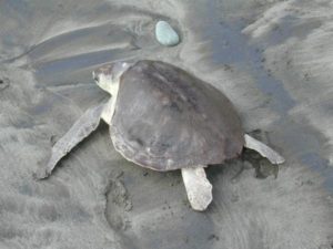 Sea turtles find refuge on Michoacán's coast. Images provided by SECTUR, Michoacán