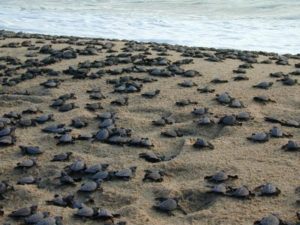 Even more sea turtles gather along the coast. Images provided by SECTUR, Michoacán