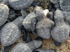 What could be more precious than a baby sea turtle. Images provided by SECTUR, Michoacán