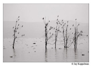 Trees © Jay Koppelman, 2010