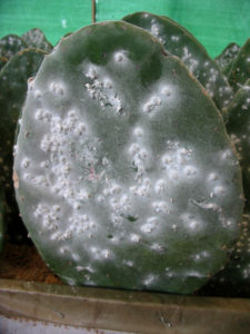 Grana cochinilla fina grows on the host nopal cactus paddles from Oaxaca. © Alvin Starkman 2007