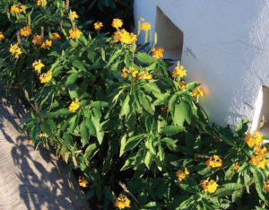 Also known as the Firecracker Flower, Crossandra is originally from India. It grows very well in Mexico's tropical climate. © Linda Abbott Trapp 2008