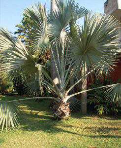 The bismark palm is prized as a landscape specimen in Mexico and elsewhere. © Linda Abbott Trapp 2008