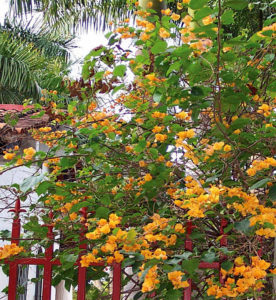 Aided by clinging thorns, orange bougainvillea climbs a white wall in Mexico. © Linda Abbott Trapp 2008