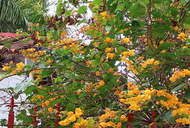 Aided by clinging thorns, orange bougainvillea climbs a white wall in Mexico. © Linda Abbott Trapp 2008