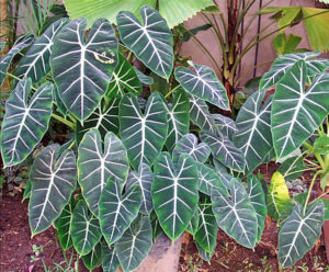 Popular in Mexico, the caladium is a bedding or container plant grown for its colorful foliage. © Linda Abbott Trapp 2008