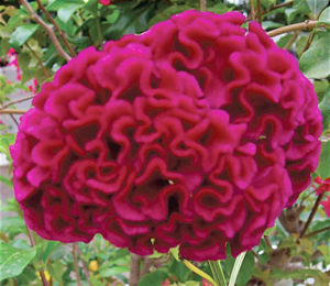 Celosia is a showy, fast-growing annual that thrives in Mexico. © Linda Abbott Trapp 2008