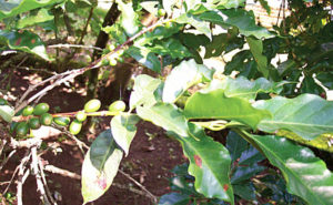 The coffee tree's flowers give way to red berries. These are still green. Coffee is grown in Western Mexico as well in the thouthern part of the country. © Linda Abbott Trapp 2008