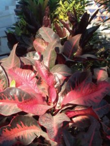 Crotons like the full sun in Mexico for maximum color, which ranges from pink, red, yellow, orange, green, to nearly black. © Linda Abbott Trapp 2009