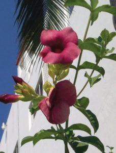 A variety that fkourishes in Mexico, the A. blanchetii allamanda has deep purple blossoms. © Linda Abbott Trapp 2007