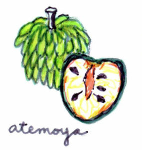 Atemoya starts to appear in August, and in warm climates is sometimes found through January. Its scaly exterior contains sweet, creamy white flesh — Esta fruta empieza a aparecer en agosto, y en climas cálidos se puede encontrar hasta en enero. Su exterior escamoso contiene carne dulce, cremosa y blanca.