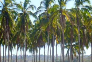 Palm trees line the jungle road to Chacala, a beautiful secluded beach on the Nayarit coast of Mexico. © Christina Stobbs, 2009