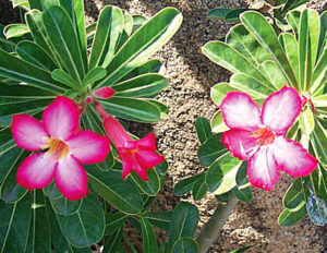 Related to the frangipani, desert rose is green all year round. It flourishes in the Mexican garden. © Linda Abbott Trapp, 2009