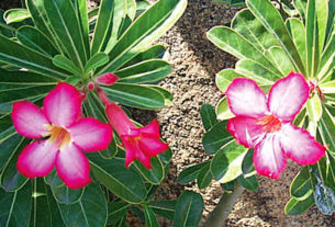 Related to the frangipani, desert rose is green all year round. It flourishes in the Mexican garden. © Linda Abbott Trapp, 2009