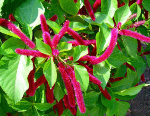 The A. hispida's wooly red flower spikes are chenille-like tassels, and may droop to 18 inches on mature plants. © Linda Abbott Trapp 2007