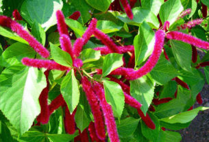 The A. hispida's wooly red flower spikes are chenille-like tassels, and may droop to 18 inches on mature plants. © Linda Abbott Trapp 2007