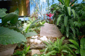 The biodome of the Museum of the Desert in Saltillo mimics lush habitat that existed in Coahuila 70 million years ago. Creators of the exhibit have even manufactured a nest of dinosaur eggs, complete with a hatchling, beneath the green foliage.