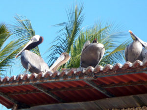 Pelicans perch on a red tile roof aling the seashore in Rincon de Guayabitos. A charming Mexico beach town, Rincon is popular with Canadians who escape the snow south of the border. © Christina Stobbs, 2009