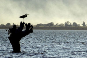 Along the southern half of the two-kilometer Teuchitlan River Walkway you can see a surprising variety of lake and marsh birds. The 53-kilometer stretch of highway from Tala to San Marcos in the state of Jalisco is a fascinating one. © John Pint, 2009