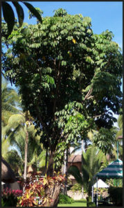 The schefflera reaches full tree size of 40 feet and more in Mexico. © Linda Abbott Trapp 2007