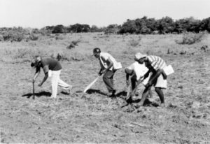 Planting Sesame (1997) Planting is usually back-breaking work. Here, men are planting sesame, which is an important cash crop in the Costa Chica. Each man has a container filled with seeds tied to his waist. After having plowed rows, they walk down each row, and at each stride reach in to the container and grab some seeds, make a shallow hole in the ground with the machete, and drop the seeds in. Although it is very hot, most men wear pants when they go to work, because the mosquitos are often thick.