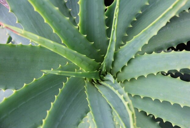 Aloe verde. Credit: WandererCreative, Creative Commons. CCO.