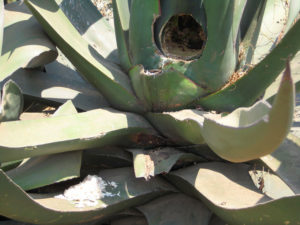 This maguey is ripe and is being prepared for extraction of aguamiel, which is used for making pulque, a traditional Mexican beverage that dates to pre-Hispanic times. © Julia Taylor, 2011