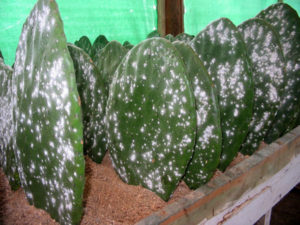 Grana cochinilla fina is cultivated commercially on the host nopal cactus paddles in Oaxaca. © Alvin Starkman 2007