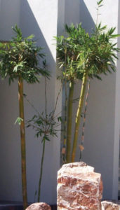 Ornamental African bamboo in an outdoor niche stands alongside a home in Mexico. © Linda Abbott Trapp 2008