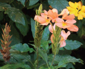Crossandra's showy salmon-pink to yellow or orange-red flowers bloom atop a shrub of glossy green leaves in a Puerto Vallarta garden. © Linda Abbott Trapp 2008