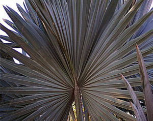 Individual leaves of the bismark palm may measure more than 36 inches in width. It thrives in Mexico. © Linda Abbott Trapp 2008