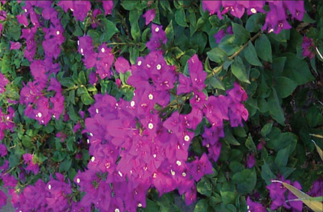 The amount of sun bougainvillea receives affects its color. The plant comes alive with flowers during the dry season in Mexico. © Linda Abbott Trapp 2008