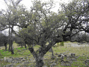 The gray oak, or encino is an important element of Durango's low mountain ranges, and play an important role as habitat for migratory birds.