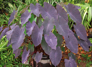 This purple caladium reveals a speckled pattern that suggests dewdrops. The photo was taken in a Mexican garden. © Linda Abbott Trapp 2008