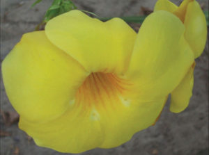 The A. cathartica allamanda with its jonquil-yellow flowers is the more common variety. The flower is a common sight in Mexico. © Linda Abbott Trapp 2007