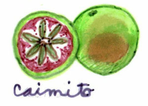 Caimito or star apple is a regional fruit in the Valladolid area of the Yucatan, related to the mamey and other sapote species. It is used in ices and ice cream. — Caimito es una fruta regional del área de Valladolid en Yucatán, relacionada con el mamey y otras especies de sapote. Se utiliza para preparar hielos y nieves.