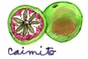 Caimito or star apple is a regional fruit in the Valladolid area of the Yucatan, related to the mamey and other sapote species. It is used in ices and ice cream. — Caimito es una fruta regional del área de Valladolid en Yucatán, relacionada con el mamey y otras especies de sapote. Se utiliza para preparar hielos y nieves.