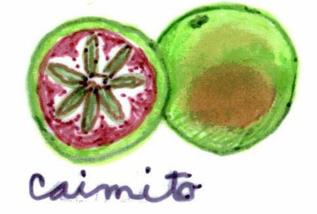 Caimito or star apple is a regional fruit in the Valladolid area of the Yucatan, related to the mamey and other sapote species. It is used in ices and ice cream. — Caimito es una fruta regional del área de Valladolid en Yucatán, relacionada con el mamey y otras especies de sapote. Se utiliza para preparar hielos y nieves.