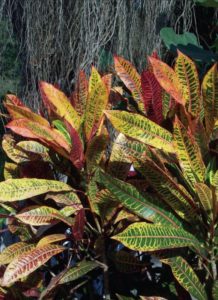 Popular in the Mexican garden, croton is usually a hedge or foundation plant. © Linda Abbott Trapp 2009