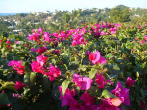 Bright bougainvillea flurishes along the Nayarit coast of Mexico. It frames a view of PLa peñita de Jaltempa. © Christina Stobbs, 2009