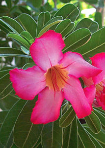 Desert rose is also known as the impala lily, desert azalea and sabie star. It makes a beautiful addition to Mexico's tropical gardens. © Linda Abbott Trapp, 2009