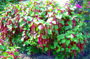 In the Mexican garden or elsewhere in the tropics, acalypha is an eye-catching hedge or background plant. © Linda Abbott Trapp 2007