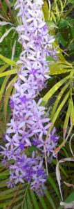 Petrea blossoms in a Mexican garden are shaped like stars. © Linda Abbott Trapp 2007