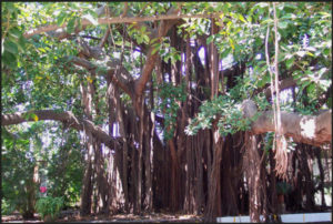 The rubber tree reaches up to 100 feet tall, and is impressively wide, as its aerial roots reach the ground. It is an impressive sight in tropical Mexico. © Linda Abbott Trapp 2007