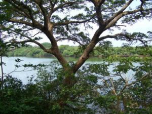 A view of Sontecomapan Lagoon