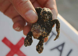 Volunteers check out the baby sea turtles for infestation of maggots after they hatch. Hatchling Olive Ridleys are barely the size of a human palm. © Mariah Baumgartle, 2012