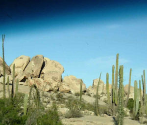 Sometimes the scenery in Baja California is an other-worldly xeriscape. © Ed Kociela, 2011