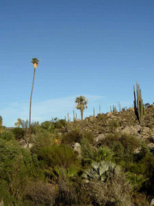 This lonely palm climbs at least 50 feet into the sky. This is a part of the spectacular landscape Mexico Highway 1 in Baja California. © Ed Kociela, 2011