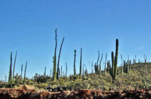 As you turn inland, you exchange ocean views for a dazzling display of cacti. © Ed Kociela, 2011
