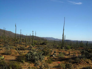 The variety of vegetation along Mexico Highway 1 In Baja California is astounding. © Ed Kociela, 2011